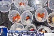 公主岭@铲屎官们 养“异宠”或危害国家安全 这些行为违法了